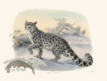 Elliot Cat 04 Snow Leopard